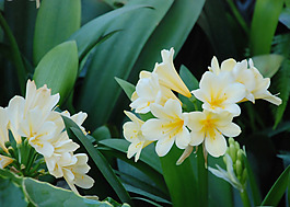 位圖 植物 花朵 寫實(shí)花卉 牽牛花 免費(fèi)素材