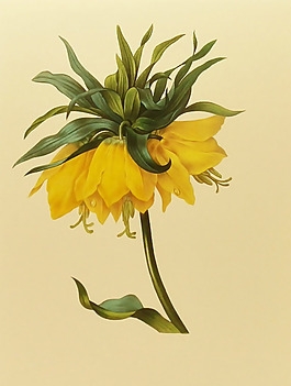 位圖 植物圖案 寫意花卉 花朵 免費素材