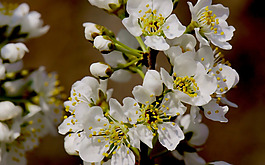 位圖 植物 花朵 寫實(shí)花卉 小桃花 免費(fèi)素材