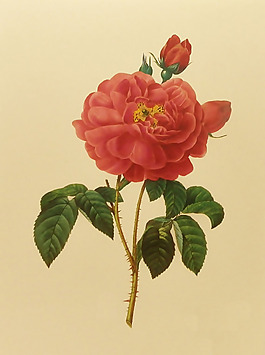 位圖 植物圖案 寫意花卉 花朵 免費素材
