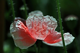 位圖 植物 花朵 寫實(shí)花卉 野花 免費(fèi)素材