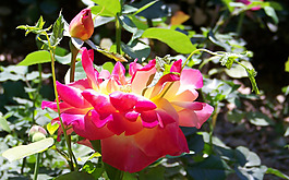 位圖 植物 花朵 寫實(shí)花卉 野花 免費(fèi)素材