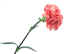 位圖 植物 花朵 寫(xiě)實(shí)花卉 超高清 免費(fèi)素材