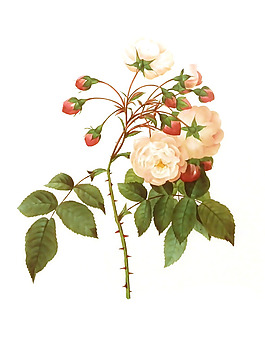 位圖 植物圖案 寫意花卉 花朵 免費素材