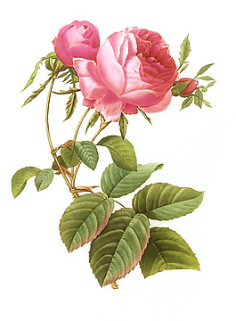 位圖 植物圖案 寫意花卉 花朵 免費素材