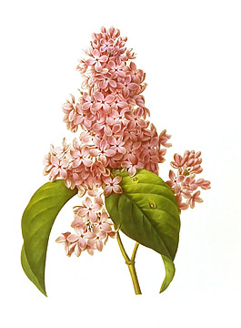 位圖 植物圖案 寫意花卉 花朵 免費素材