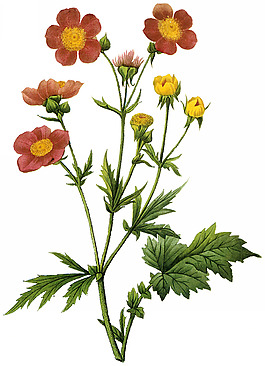 位圖 植物圖案 寫意花卉 花朵 免費(fèi)素材