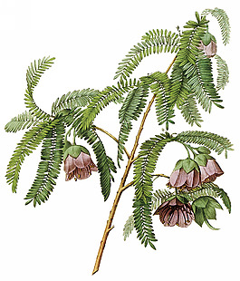 位圖 植物圖案 寫意花卉 花朵 免費(fèi)素材