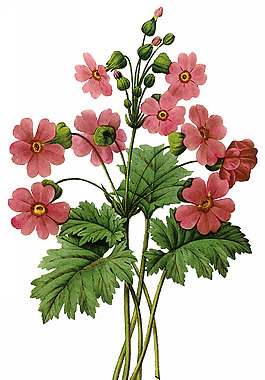 位圖 植物圖案 寫(xiě)意花卉 花朵 免費(fèi)素材