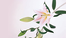 位圖 植物 花朵 寫(xiě)實(shí)花卉 百合 免費(fèi)素材