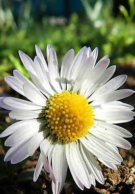 位圖 植物 花朵 寫(xiě)實(shí)花卉 菊花 免費(fèi)素材