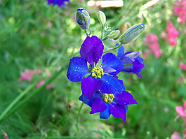 位圖 植物 花朵 寫實花卉 野花 免費素材