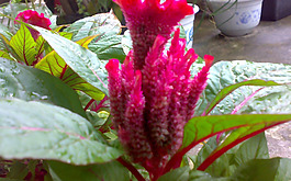 位圖 植物 花朵 寫實(shí)花卉 雞冠花 免費(fèi)素材