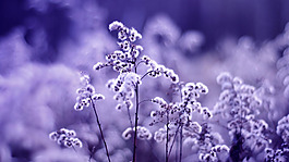 位圖 植物 花朵 寫實(shí)花卉 野花 免費(fèi)素材