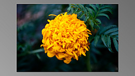 位圖 植物 花朵 寫實花卉 菊花 免費素材