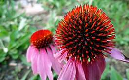 位圖 植物 花朵 寫實(shí)花卉 野花 免費(fèi)素材
