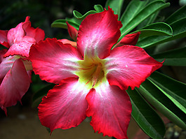 位圖 植物 花朵 寫(xiě)實(shí)花卉 牽牛花 免費(fèi)素材