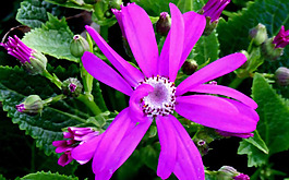 位圖 植物 花朵 寫(xiě)實(shí)花卉 超高清 免費(fèi)素材