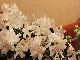 位圖 植物 花朵 寫實花卉 超高清 免費素材