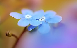 位圖 植物 花朵 寫實(shí)花卉 超高清 免費(fèi)素材