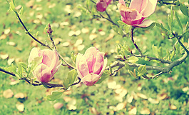 位圖 植物 花朵 寫(xiě)實(shí)花卉 超高清 免費(fèi)素材
