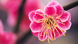 位圖 植物 花朵 寫實(shí)花卉 超高清 免費(fèi)素材