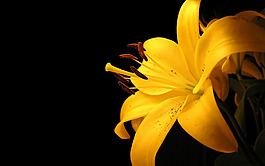 位圖 植物 花朵 寫(xiě)實(shí)花卉 超高清 免費(fèi)素材