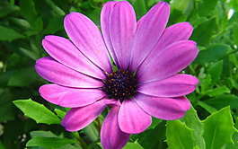 位圖 植物 花朵 寫(xiě)實(shí)花卉 超高清 免費(fèi)素材