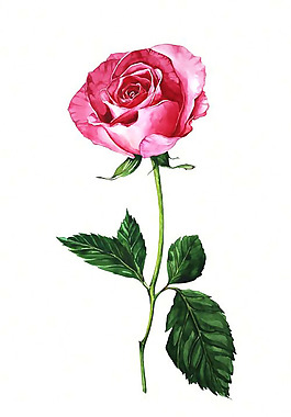 位圖 植物圖案 寫意花卉 花朵 免費素材