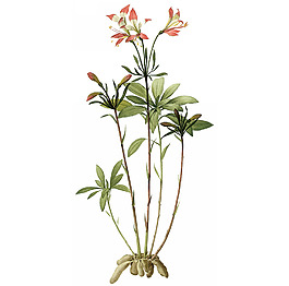 位圖 植物圖案 寫意花卉 花朵 免費(fèi)素材