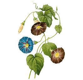 位圖 植物圖案 寫意花卉 花朵 免費素材