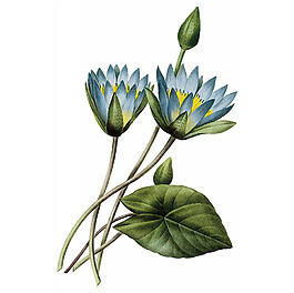 位图 植物图案 写意花卉 花朵 免费素材