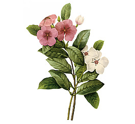 位圖 植物圖案 寫意花卉 花朵 免費素材