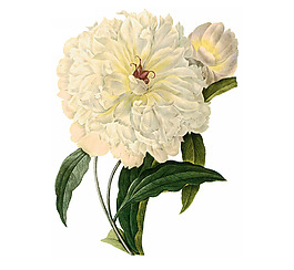 位圖 植物圖案 寫意花卉 花朵 免費(fèi)素材