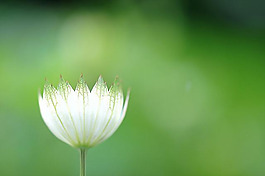 位圖 植物 花朵 寫實(shí)花卉 野花 免費(fèi)素材
