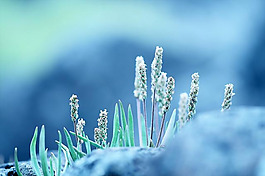 位圖 植物 花朵 寫(xiě)實(shí)花卉 野花 免費(fèi)素材