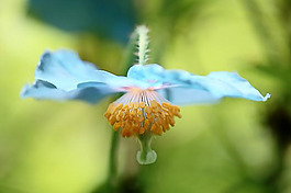 位圖 植物 花朵 寫實(shí)花卉 野花 免費(fèi)素材