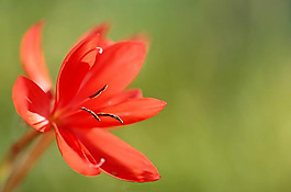 位圖 植物 花朵 寫實(shí)花卉 杜鵑花 免費(fèi)素材