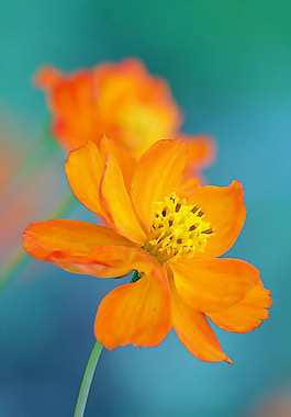 位圖 植物 花朵 寫實(shí)花卉 水仙花 免費(fèi)素材