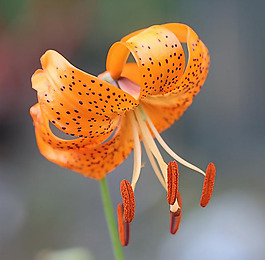 位图 植物 花朵 写实花卉 朱顶红 免费素材