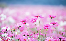 位圖 植物 花朵 寫(xiě)實(shí)花卉 超高清 免費(fèi)素材