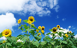 位圖 植物 花朵 寫(xiě)實(shí)花卉 超高清 免費(fèi)素材