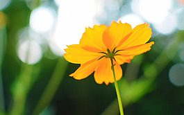 位圖 植物 花朵 寫(xiě)實(shí)花卉 超高清 免費(fèi)素材