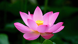 位圖 植物 花朵 寫實(shí)花卉 超高清 免費(fèi)素材