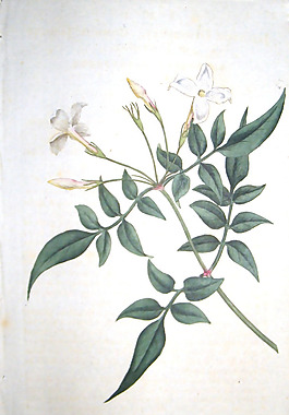 位圖 植物圖案 寫意花卉 花朵 免費素材