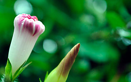 位圖 植物 花朵 寫實(shí)花卉 野花 免費(fèi)素材