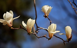 位圖 植物 花朵 寫實(shí)花卉 野花 免費(fèi)素材