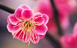 位圖 植物 花朵 寫(xiě)實(shí)花卉 超高清 免費(fèi)素材