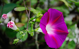 位图 植物 花朵 写实花卉 喇叭花 免费素材