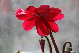 位圖 植物 花朵 寫實(shí)花卉 野花 免費(fèi)素材